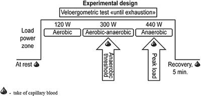 Nitric Oxide Production in Professional Skiers During Physical Activity at Maximum Load